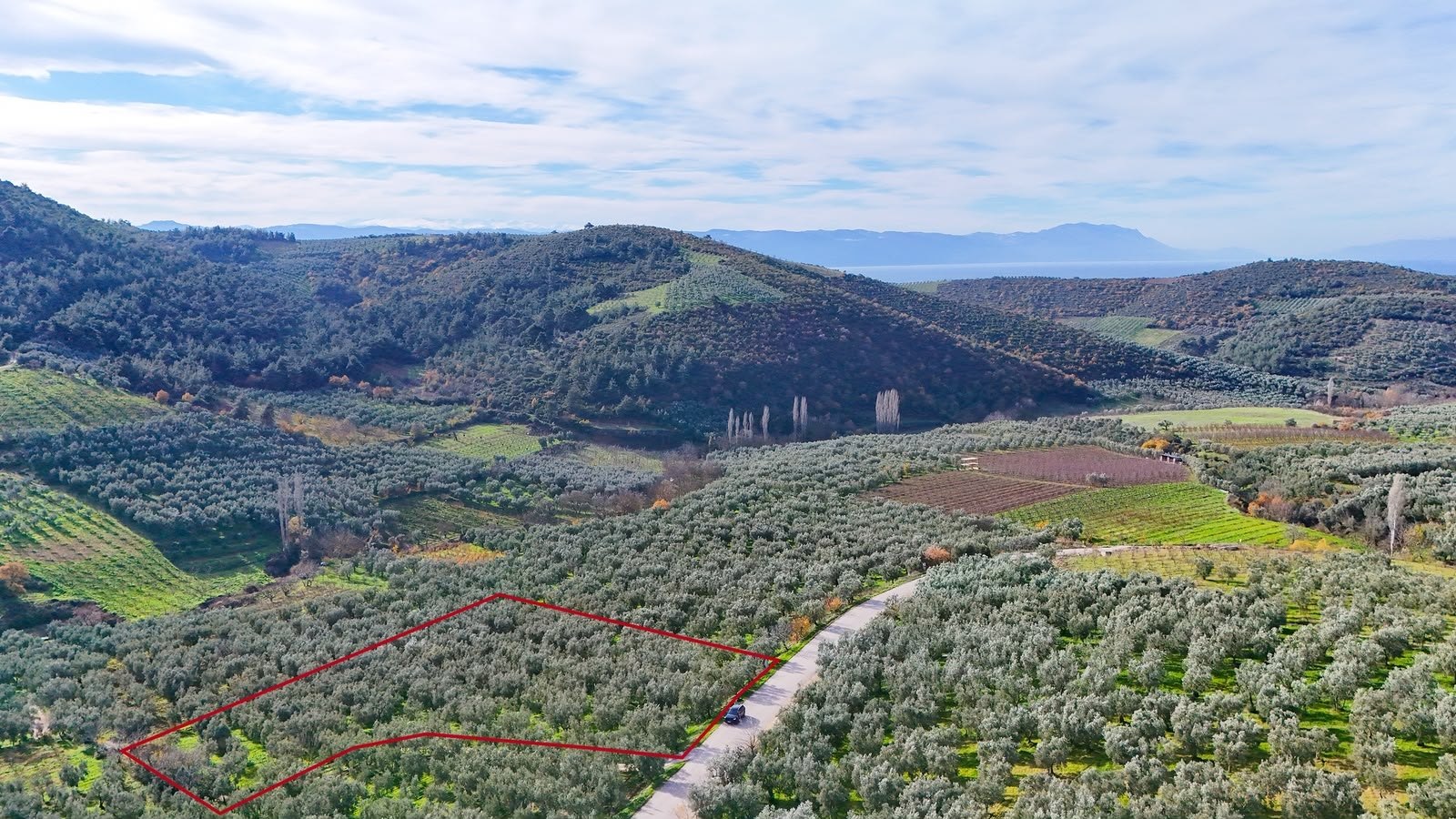 İznik Hisardere Kavaklar mevkii bakımlı zeytinlik ve bağ, ada 916 parsel 14