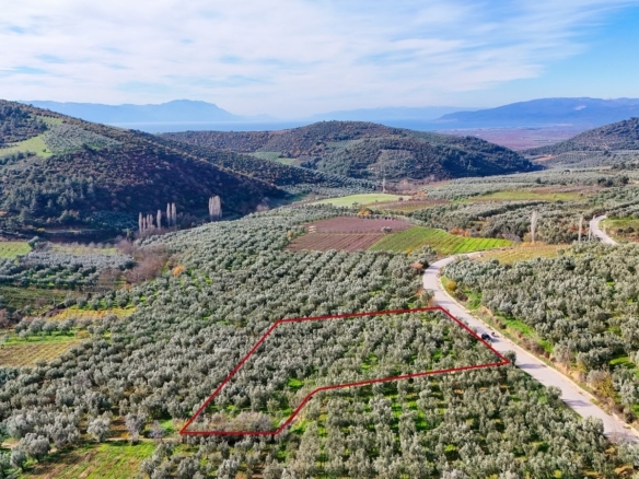 İznik Hisardere Kavaklar mevkii bakımlı zeytinlik ve bağ, ada 916 parsel 14