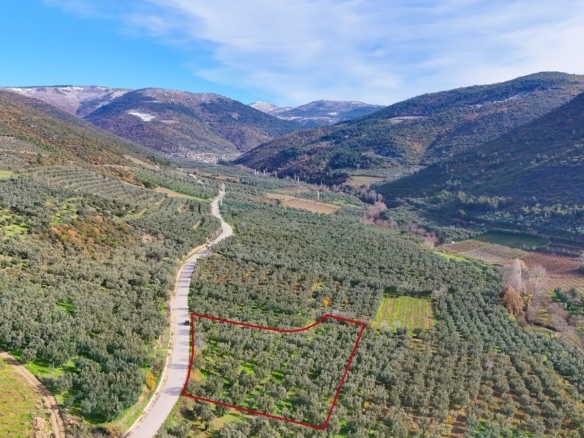 İznik Hisardere Kavaklar mevkii bakımlı zeytinlik ve bağ, ada 916 parsel 14