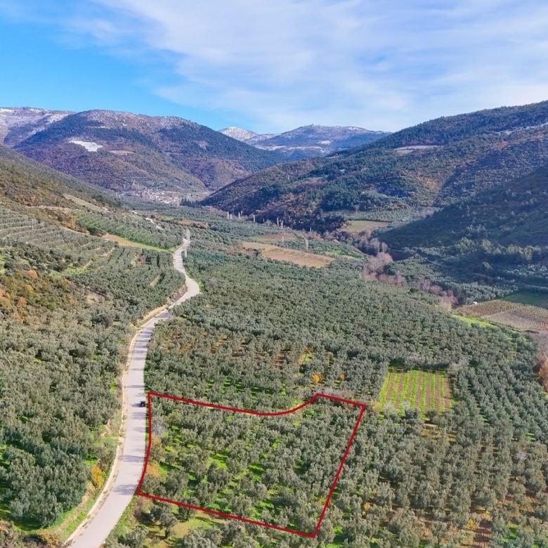 Zeytinlik Vasıflı Taşınmazda Ne Yapılabilir, Ne Yapılamaz