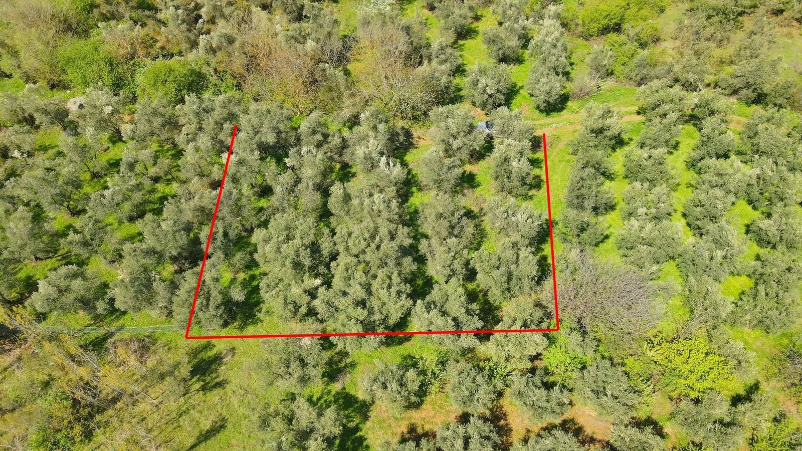 İznik Mustafalı Çataldikme mevkii zeytinlik, ada 1239 parsel 690